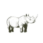 Rhino